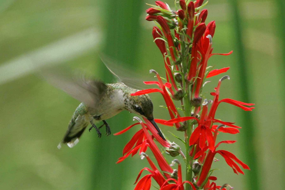 Cardinal flower