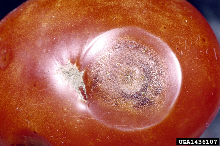 anthracnose (Colletotrichum coccodes)