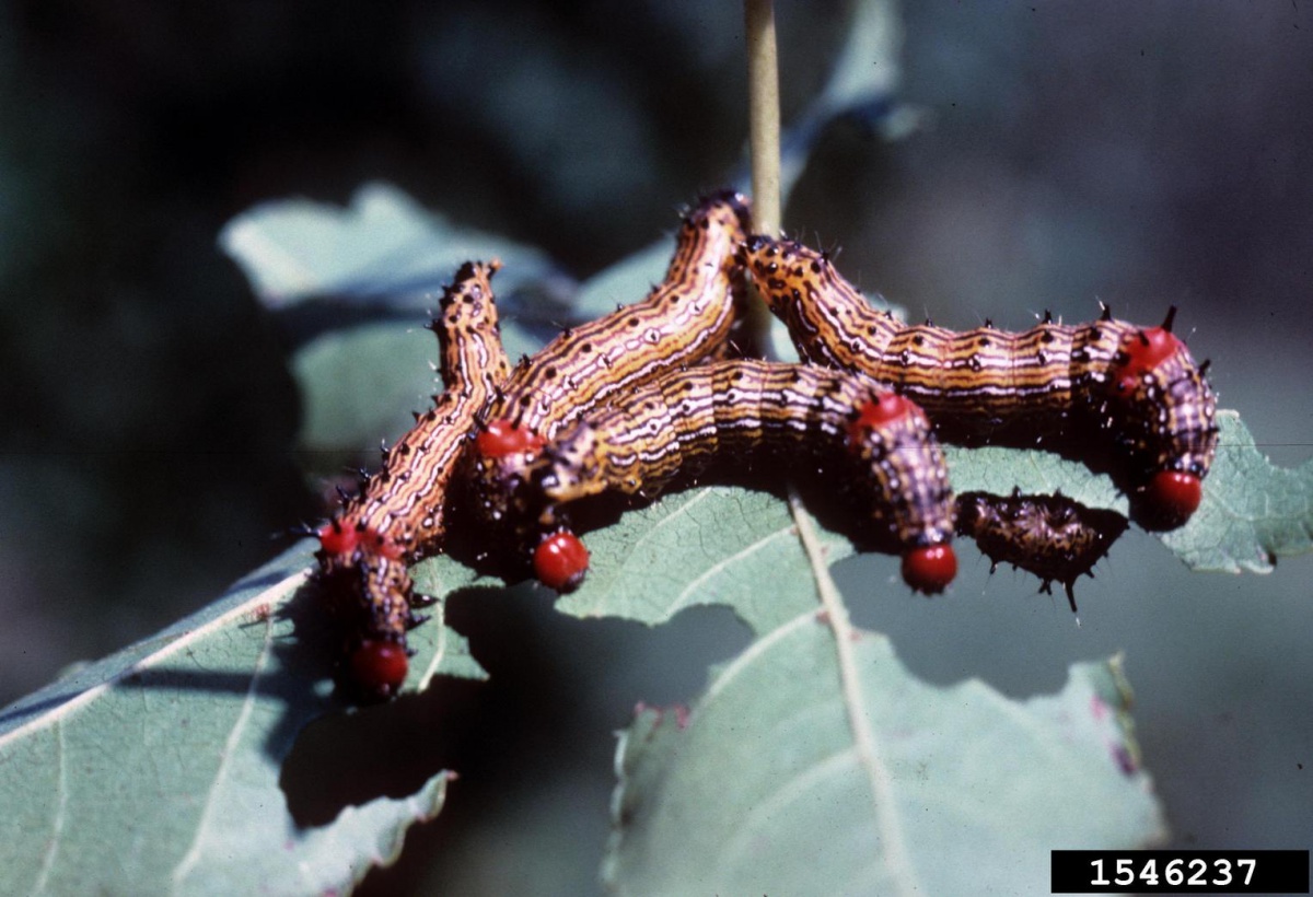red-humped caterpillar (Schizura concinna)