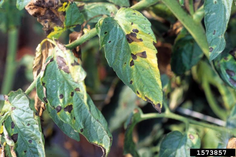 early blight (Alternaria solani) Gerald Holmes, California Polytechnic State University at San Luis Obispo, Bugwood.org 