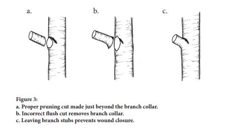 how much to cut