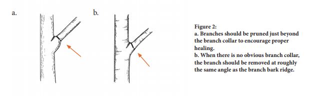 pruning cuts