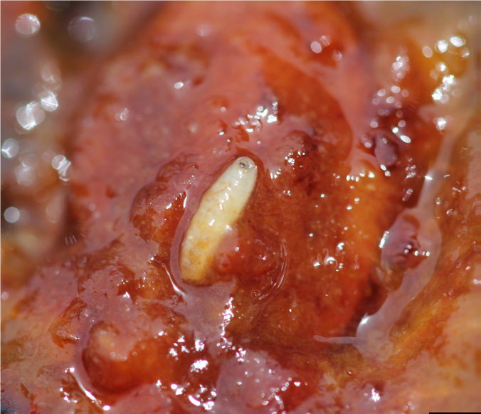 Immature (larva) apple maggots  within a plum fruit