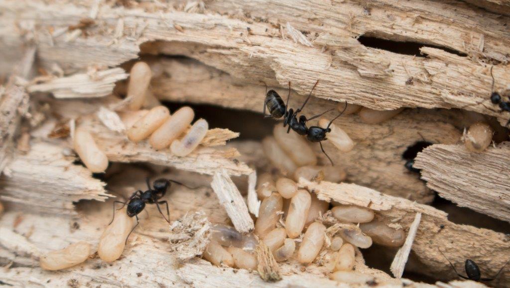 Carpenter ants moving pupae