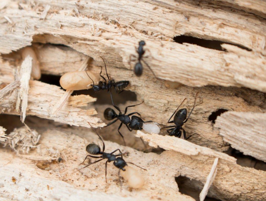 Carpenter ants moving pupae 