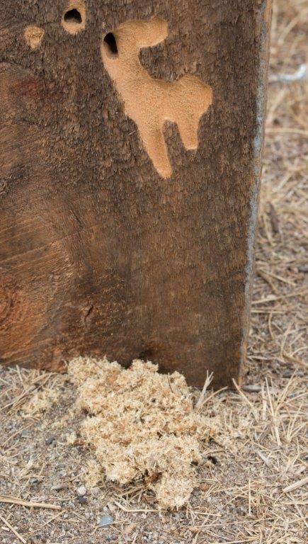 carpenter ant damage to wood beam