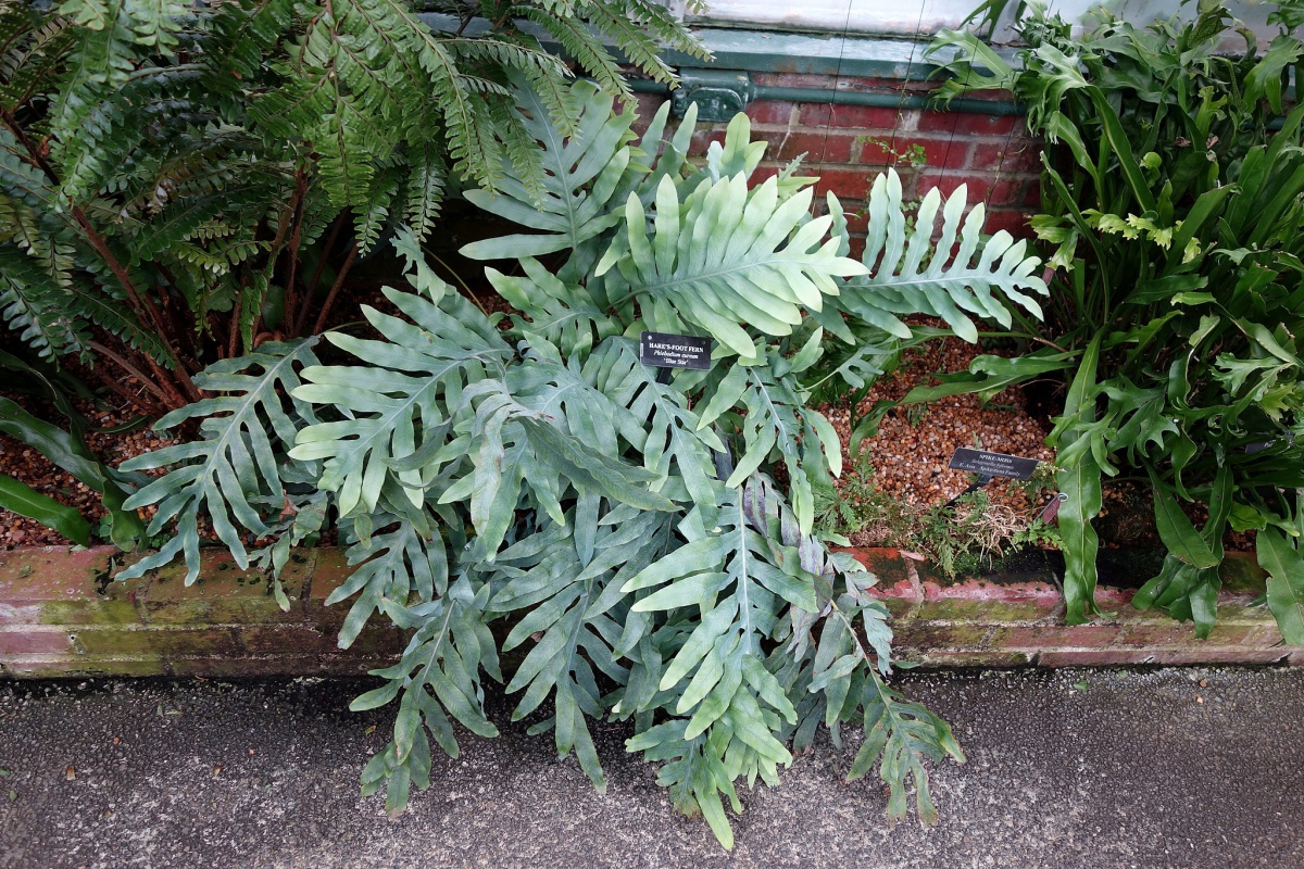 golden polypody