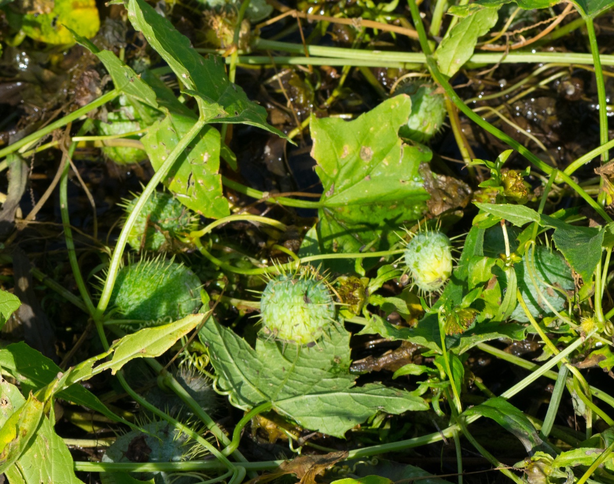 wild cucumber with fruit