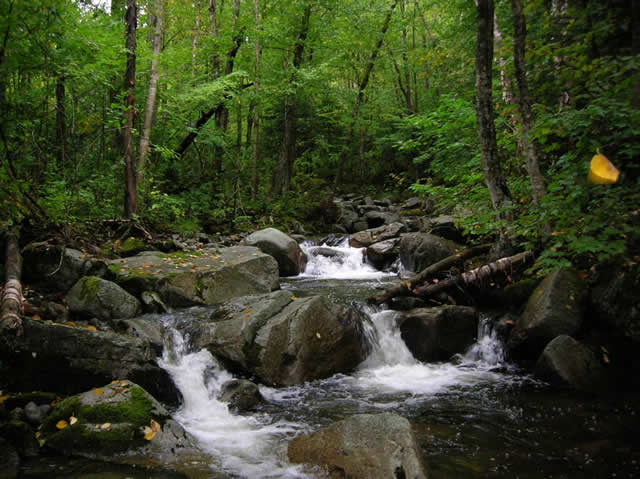 forest streams