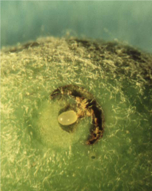 fruit cut open to reveal a plum  curculio egg