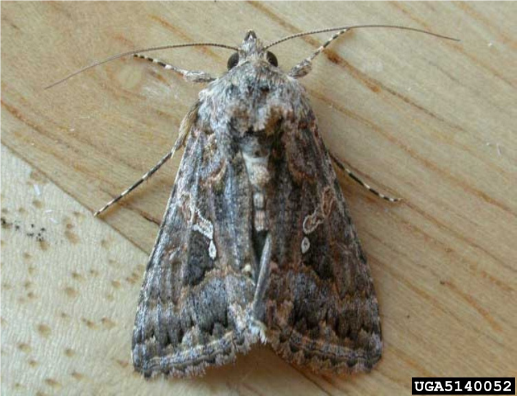 Adult cabbage looper