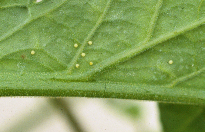 cabbage looper eggs on underside of a leaf