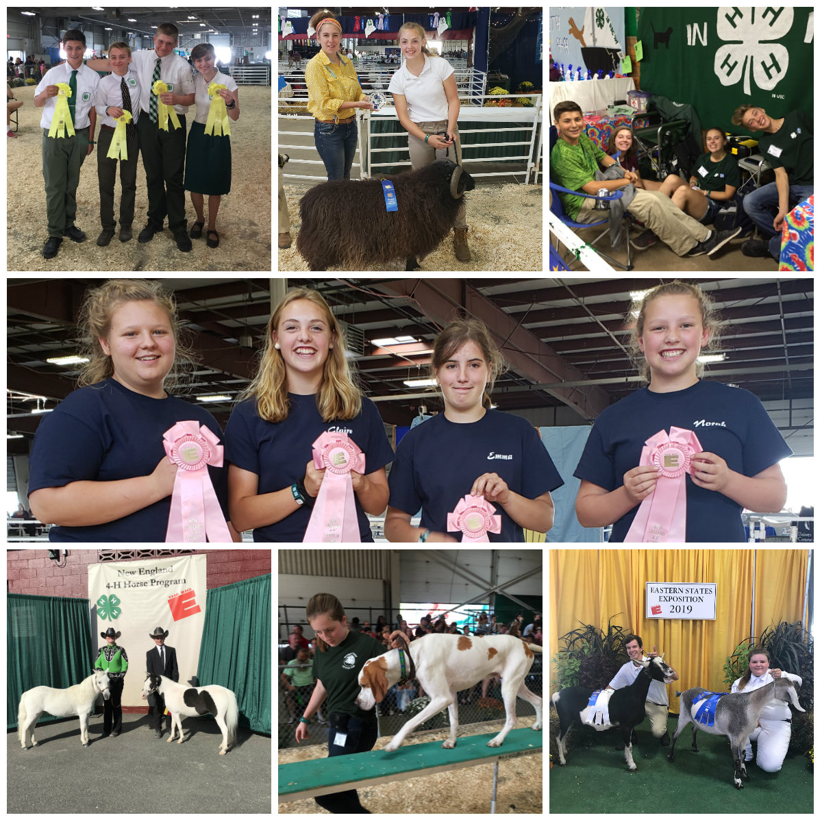 2019 4-H Big E participants show animals at the fair