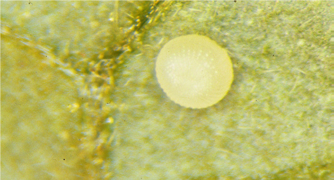  close up view of cabbage looper egg