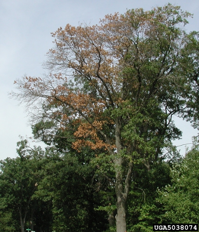 white oak diseases and pests