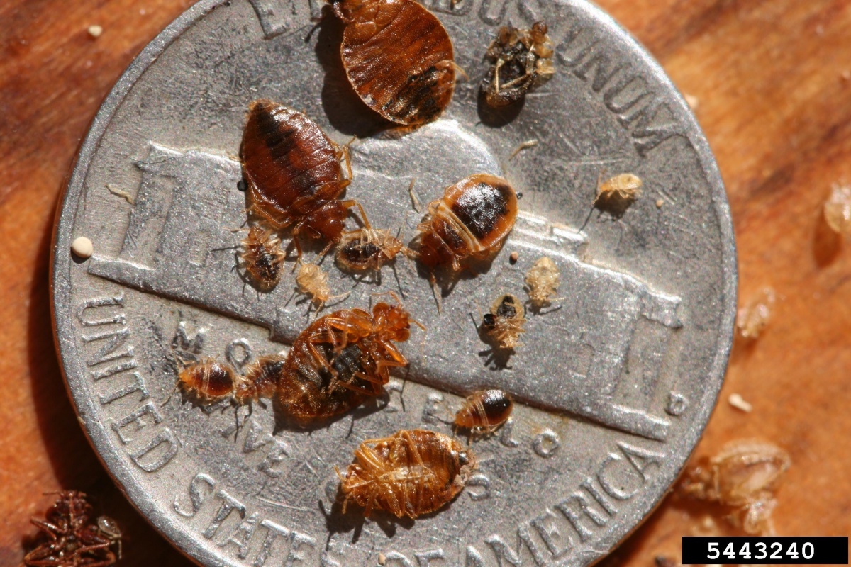 Bed Bugs Fact Sheet Extension   5443240 LGPT 0 