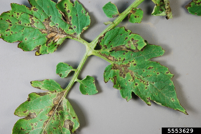 Septoria leaf spot (Septoria lycopersici)