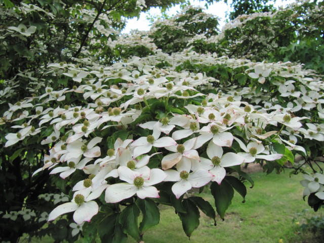 kousa dogwood