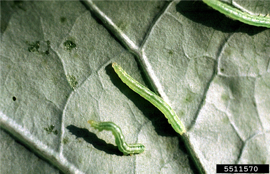 Cabbage looper larvae