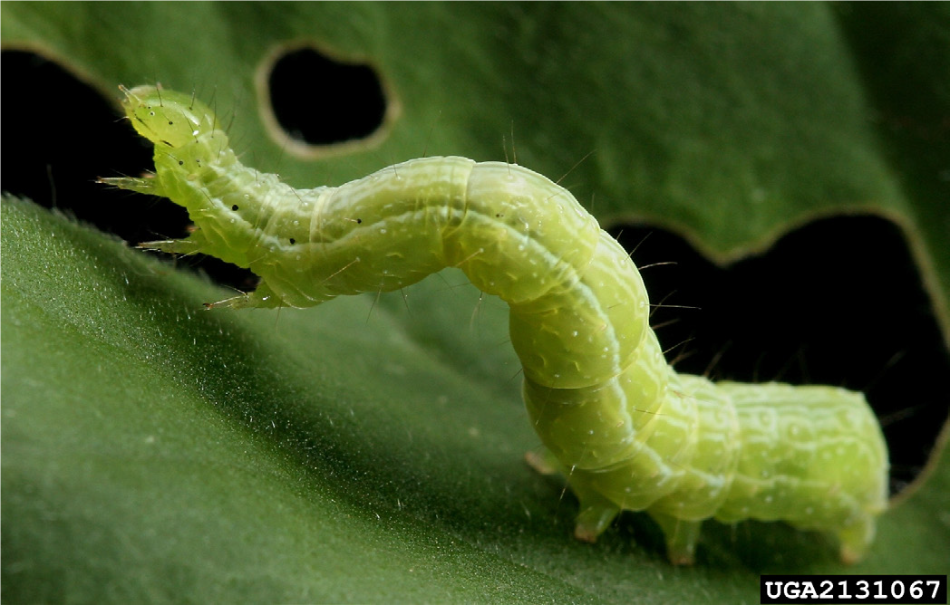 Cabbage looper larvae