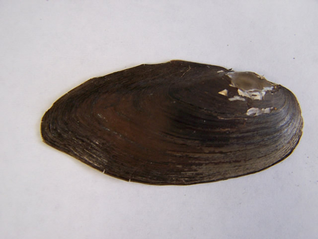 eastern mussel