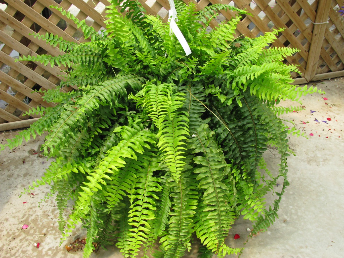 boston fern