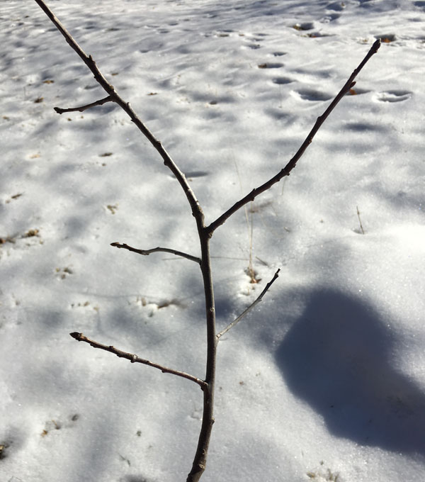 Alternate branching pattern on an oak twig.