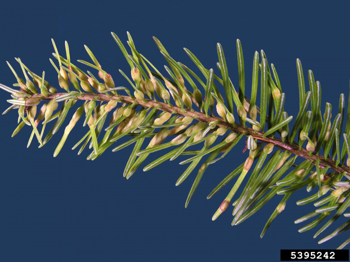 Galls on Balsam Fir needles