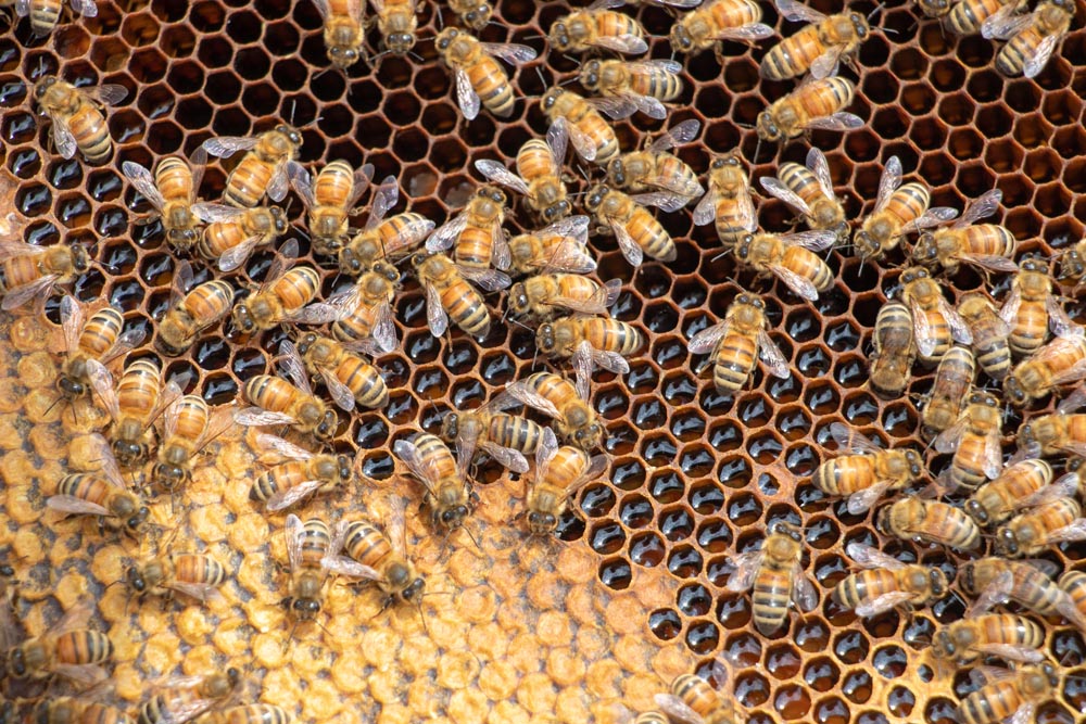 A close up photos of honeybees in a hive.