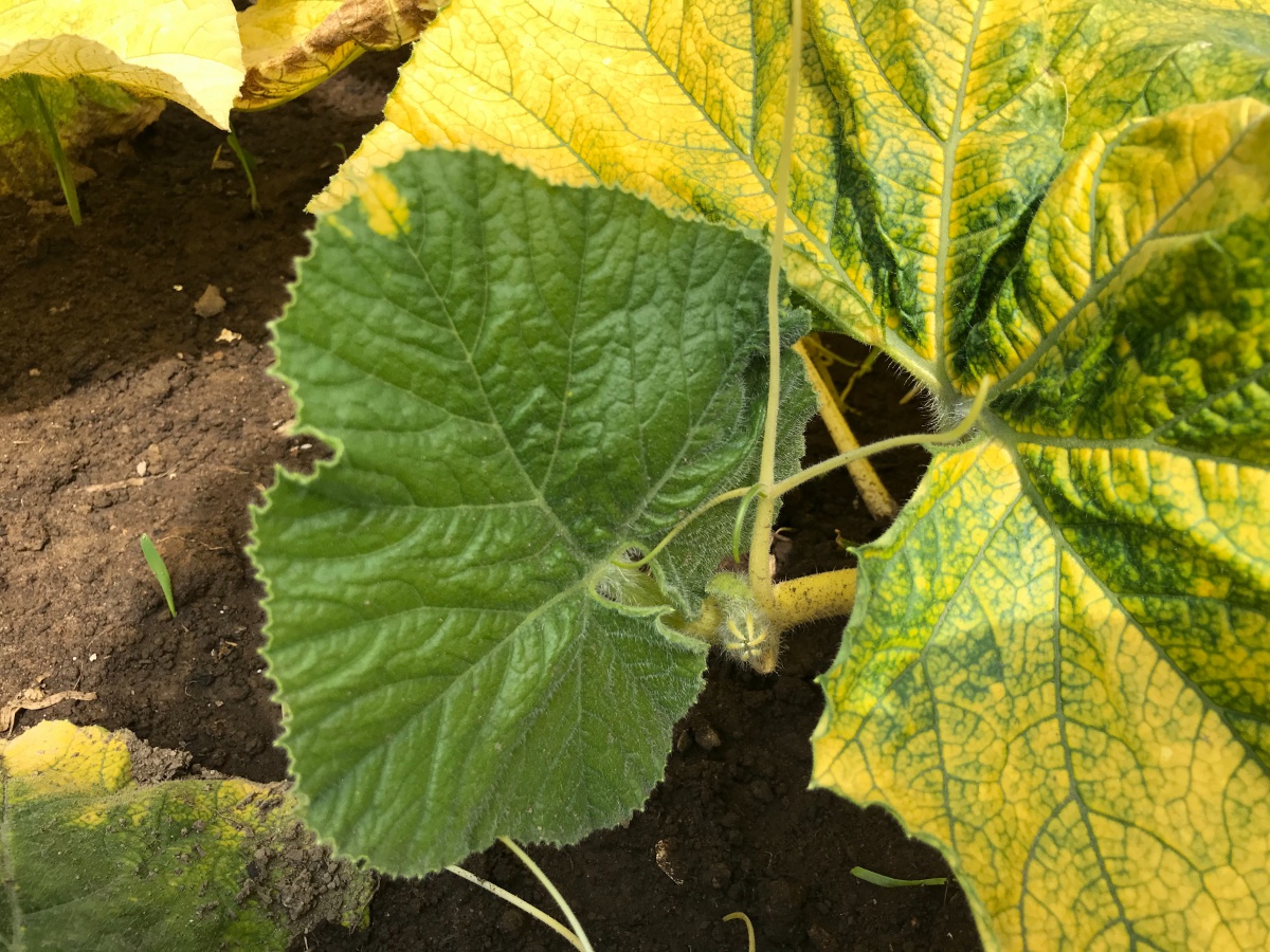 Why Are My Pumpkin Leaves Turning Brown And Dying