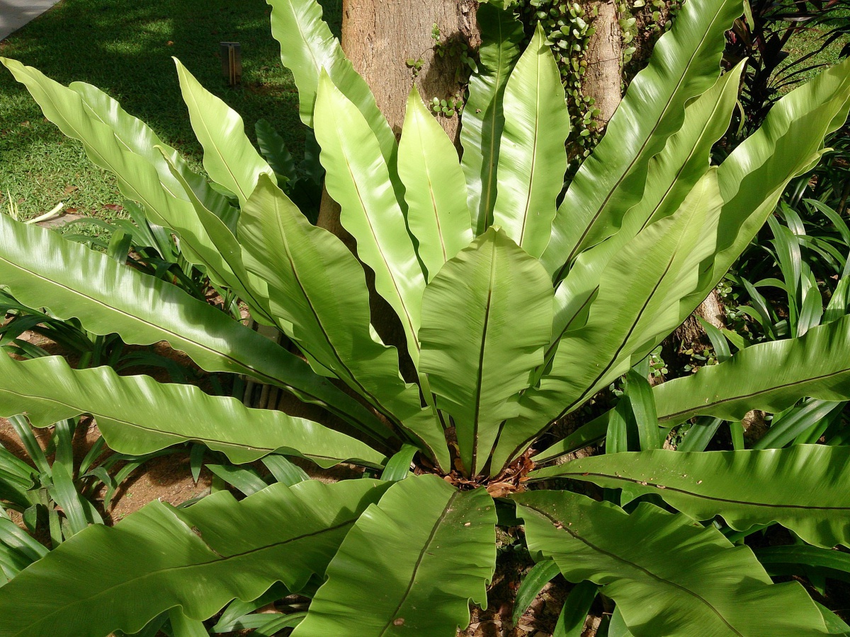 bird's nest fern