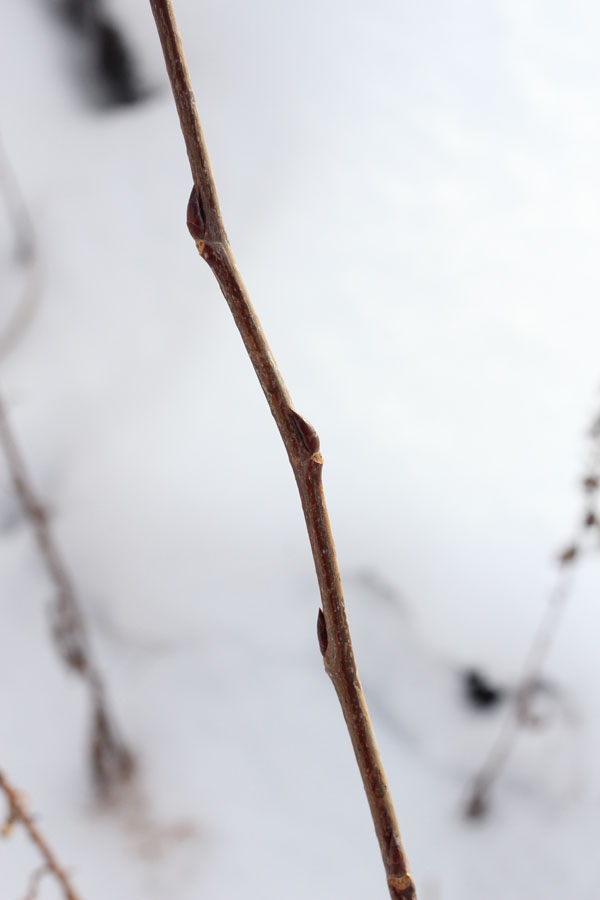 The buds of this very young black birch tree cling to the twig. If you break a black birch twig, it has a strong aroma of wintergreen.