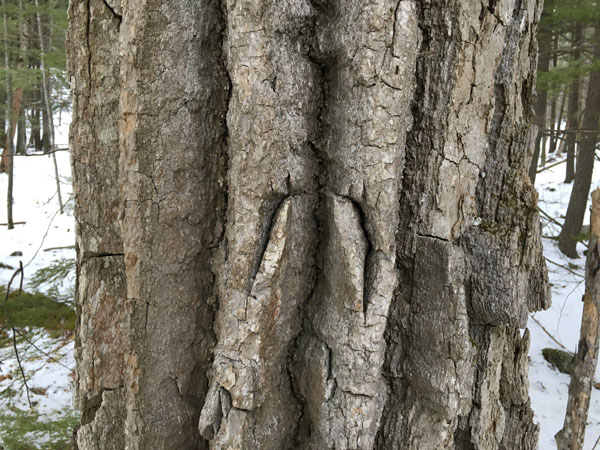 The bark of mature black gum trees has very deep fissures or cracks.