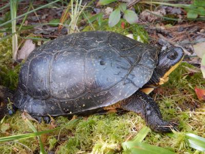 Blanding's turtle picture by Valliere