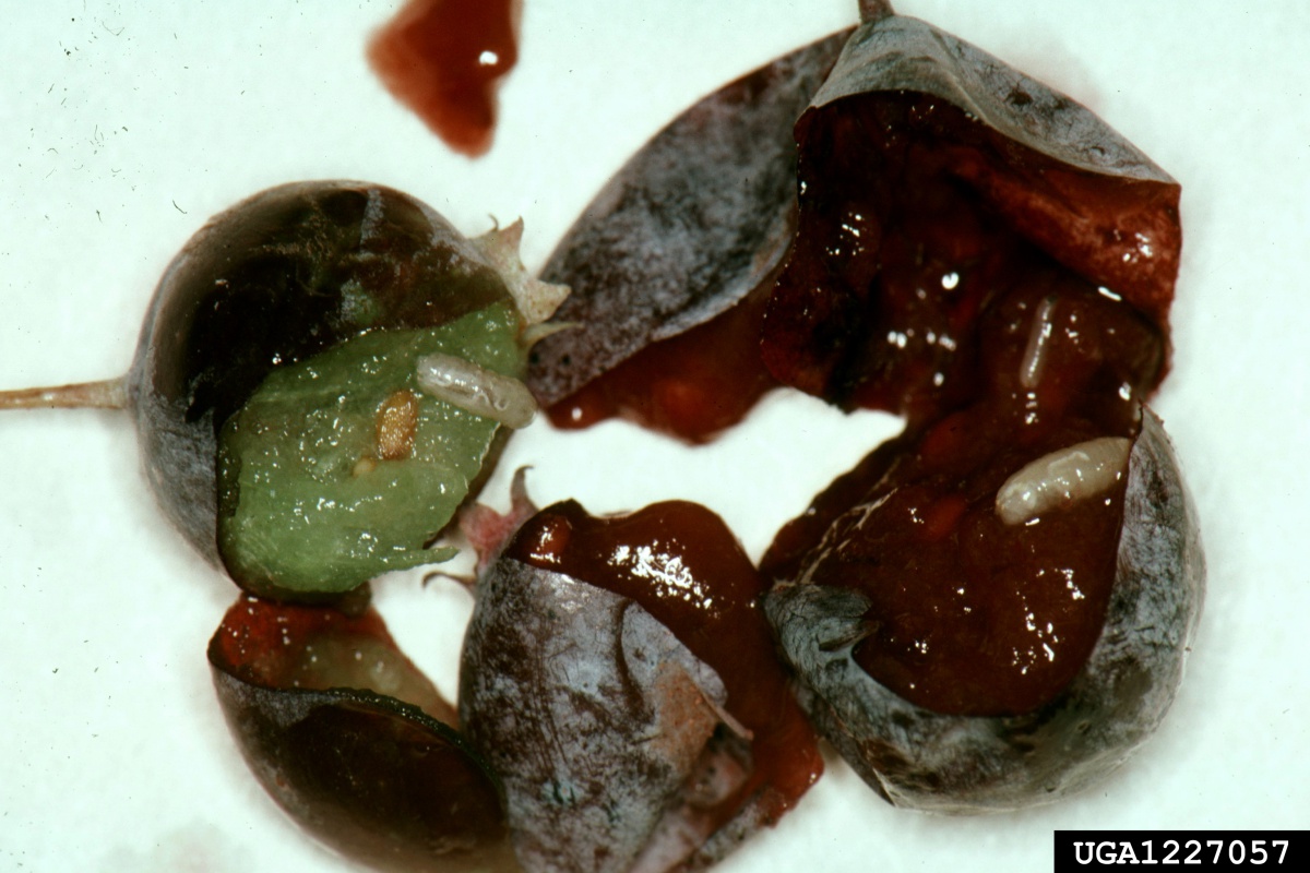 Blueberry fruit fly maggots on and in blueberries