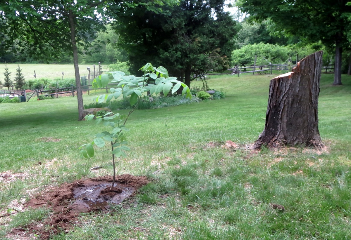 First year butternut tree by stump