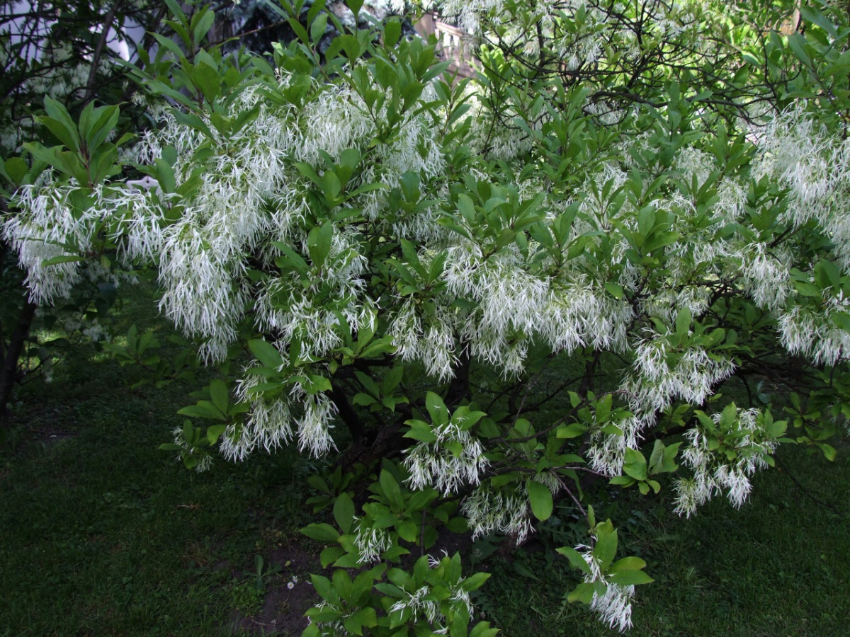 white flowering trees identification