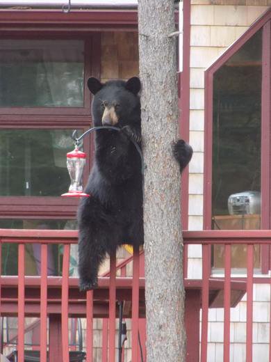 black bear on bird feeder