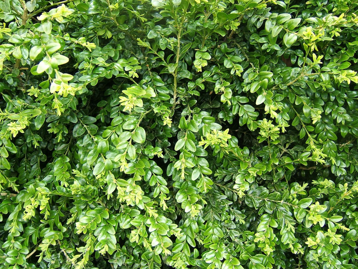 Which evergreen shrubs for privacy are deer resistant   Extension
