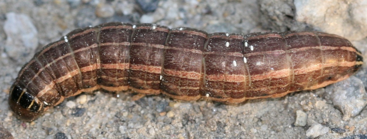 cutworm larva