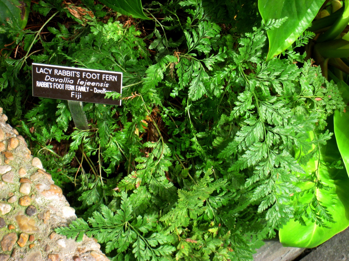 rabbit's foot fern