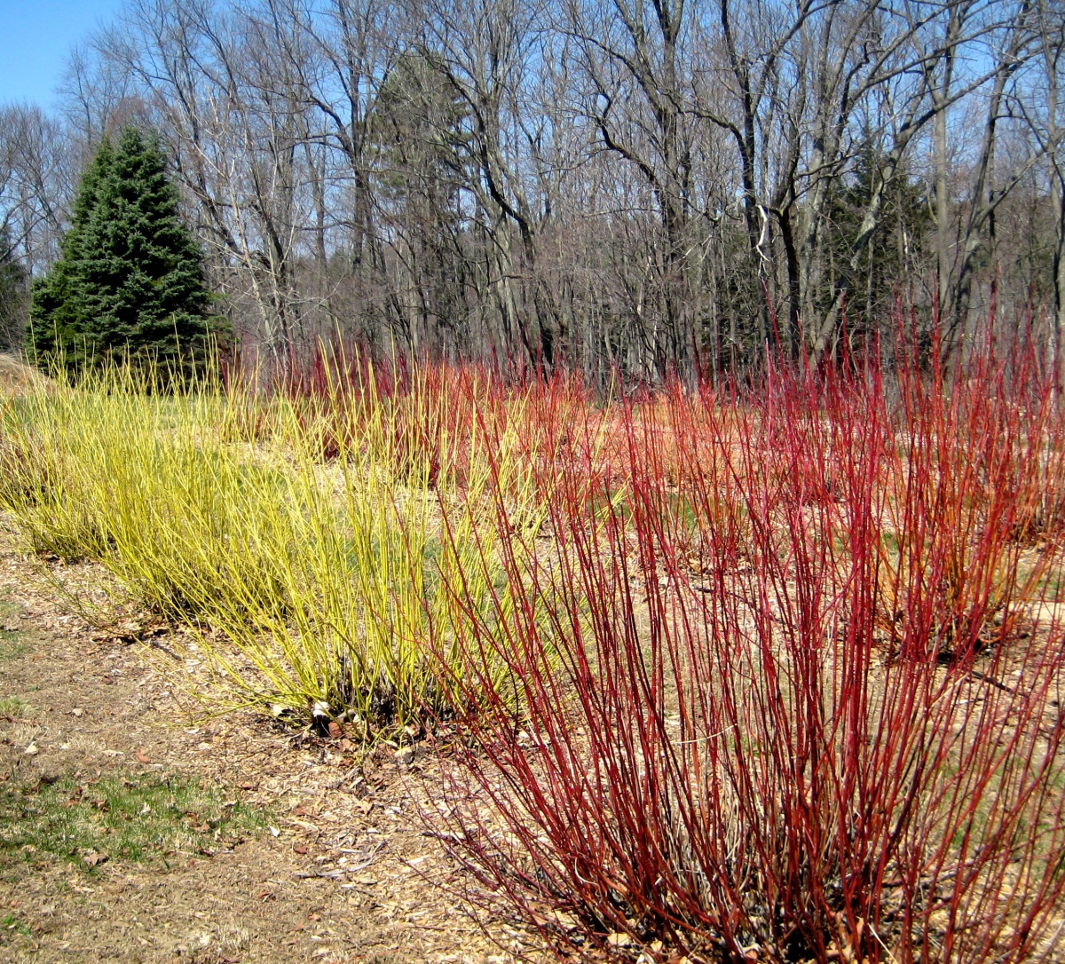 Winterberry Stem - Bowood Farms