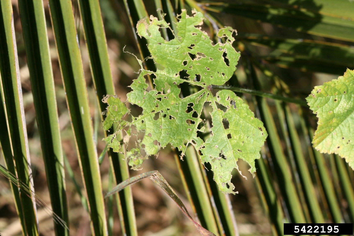 Leaf damage by earwigs