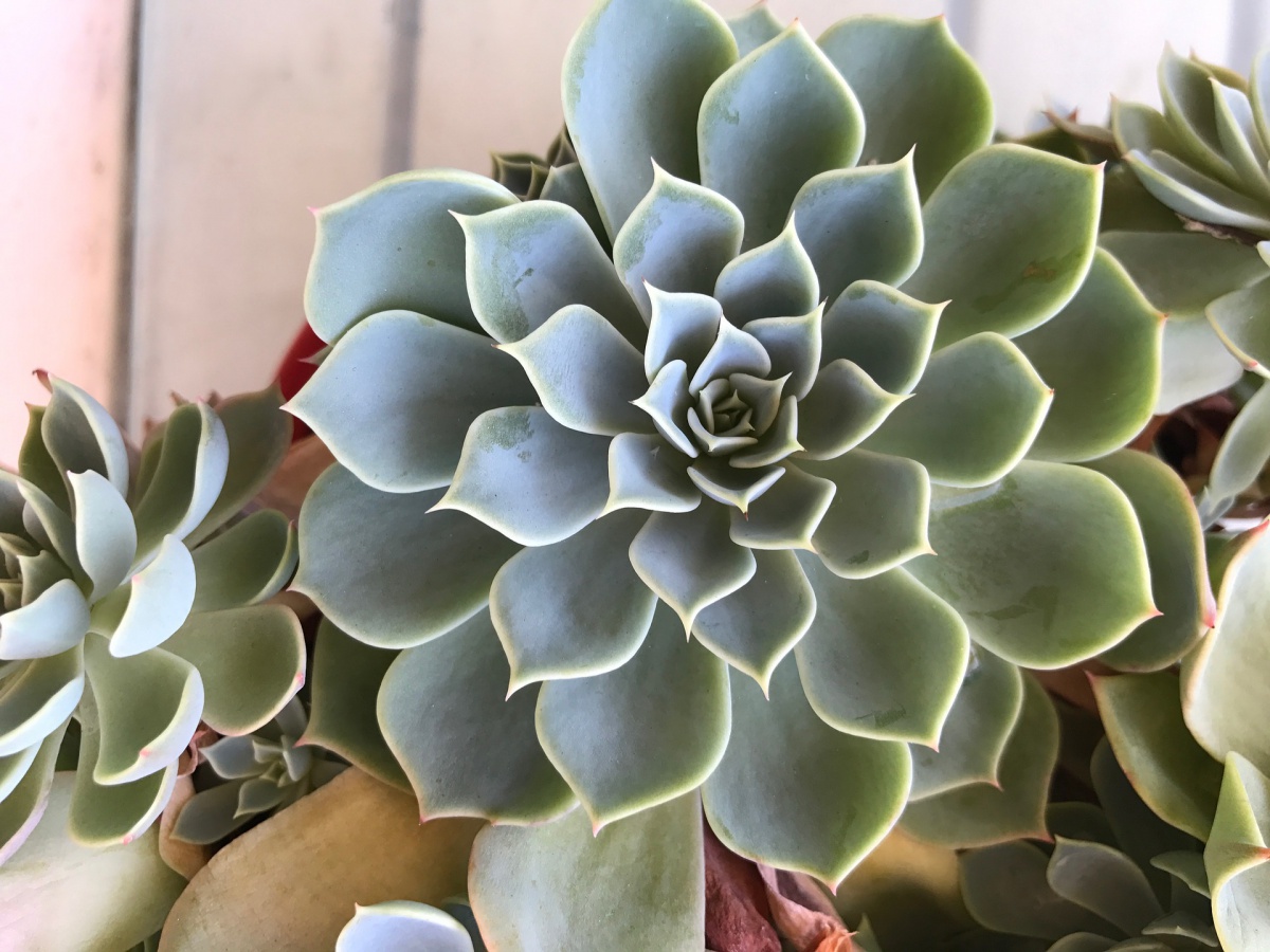 Echeveria