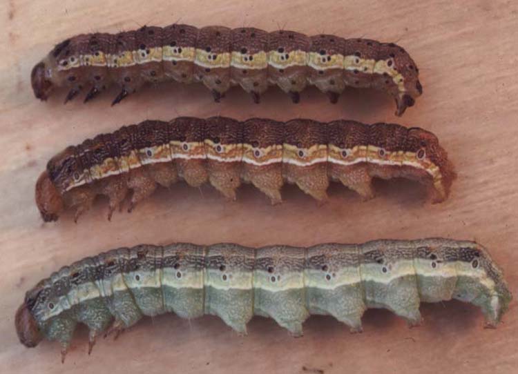 Identifying Common Sweet Corn Caterpillars Fact Sheet Extension