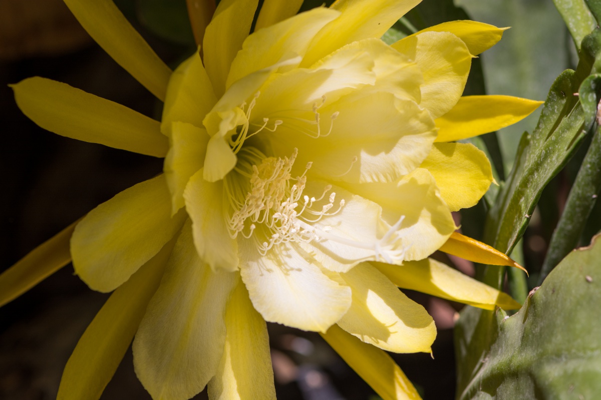 Epiphyllum