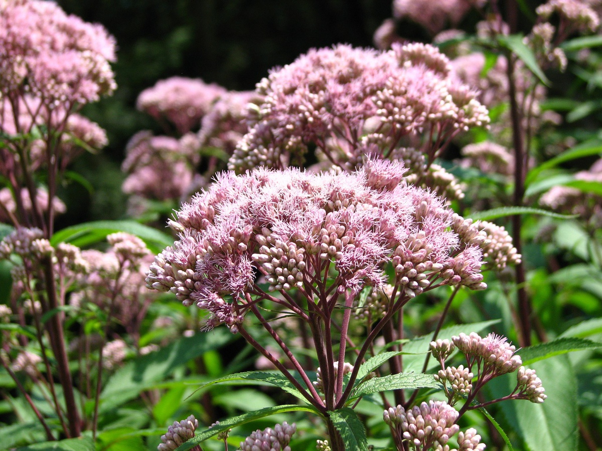 Joe pye weed