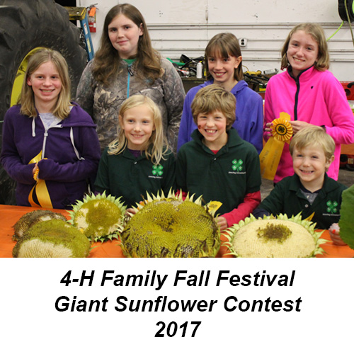 Giant Sunflower Contest 2017