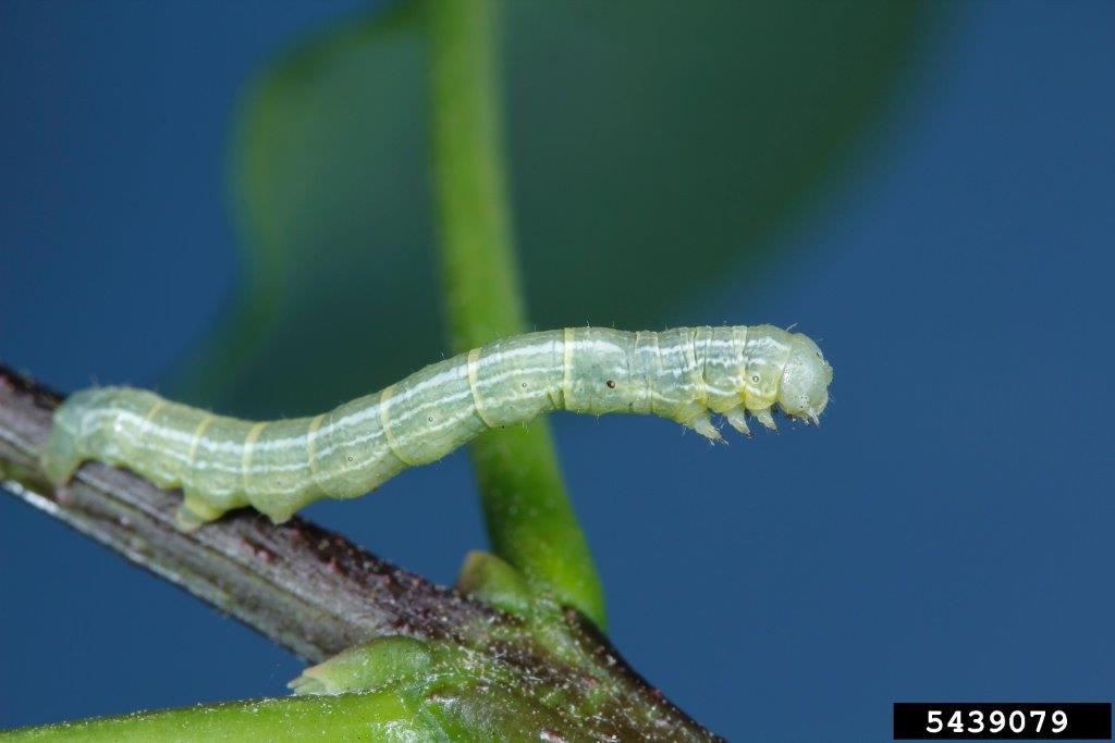 Fall cankerworm larva