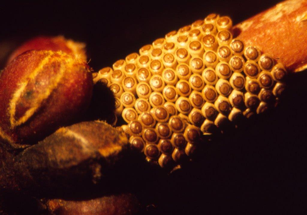 Fall cankerworm eggs on a twig